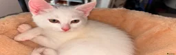 Domestic Shorthair cats for sale: Precious white cat for sale💕 - Advert 5
