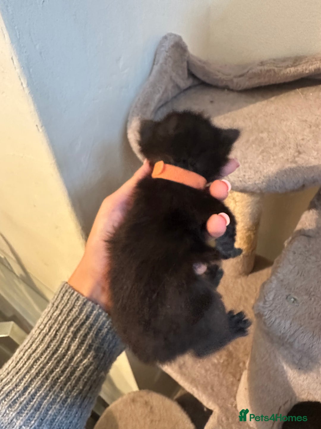 Ragdoll cats for sale: 7 ragdol mix kittens for sale - Image 10