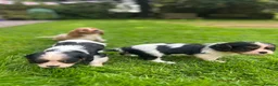 Cavalier King Charles Spaniel dogs for sale: Cavalier King Charles Puppies - Advert 9