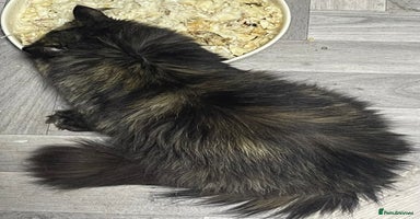 British Longhair cats - Advert 9