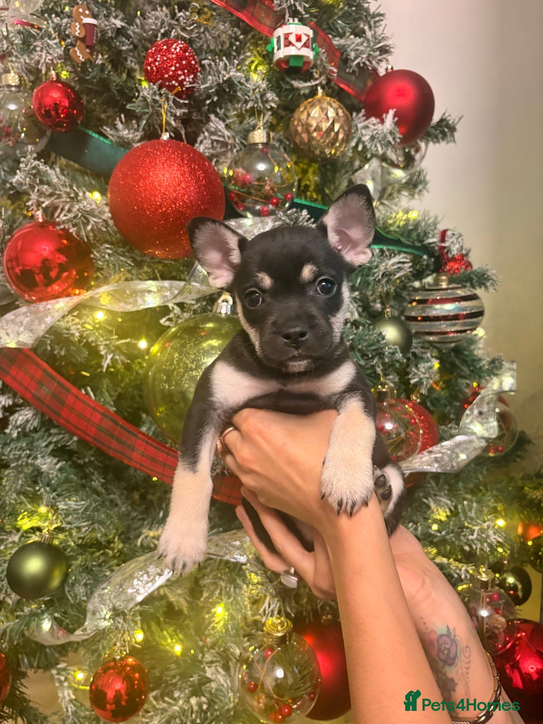 Mixed Breed dogs for sale: ❄️ Frenchski Sisters Looking for Loving families  - Advert 4