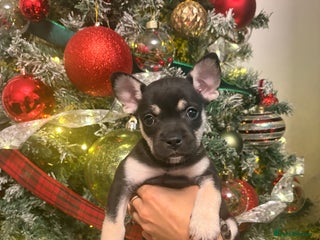 Mixed Breed dogs ❄️ Frenchski Sisters Looking for Loving families - Advert 2