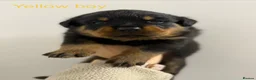 Rottweiler dogs for sale: Rottweiler Puppies For Sale - Advert 2