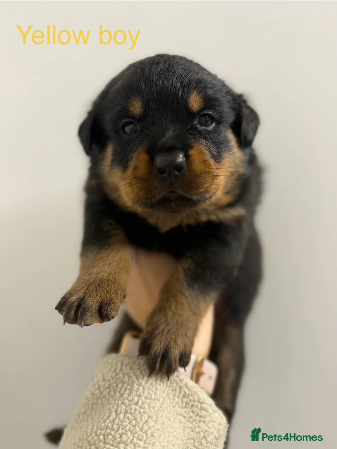 Rottweiler dogs for sale: Rottweiler Puppies For Sale - Advert 2