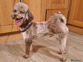 Miniature Poodle dogs in Saint Austell - Advert 13