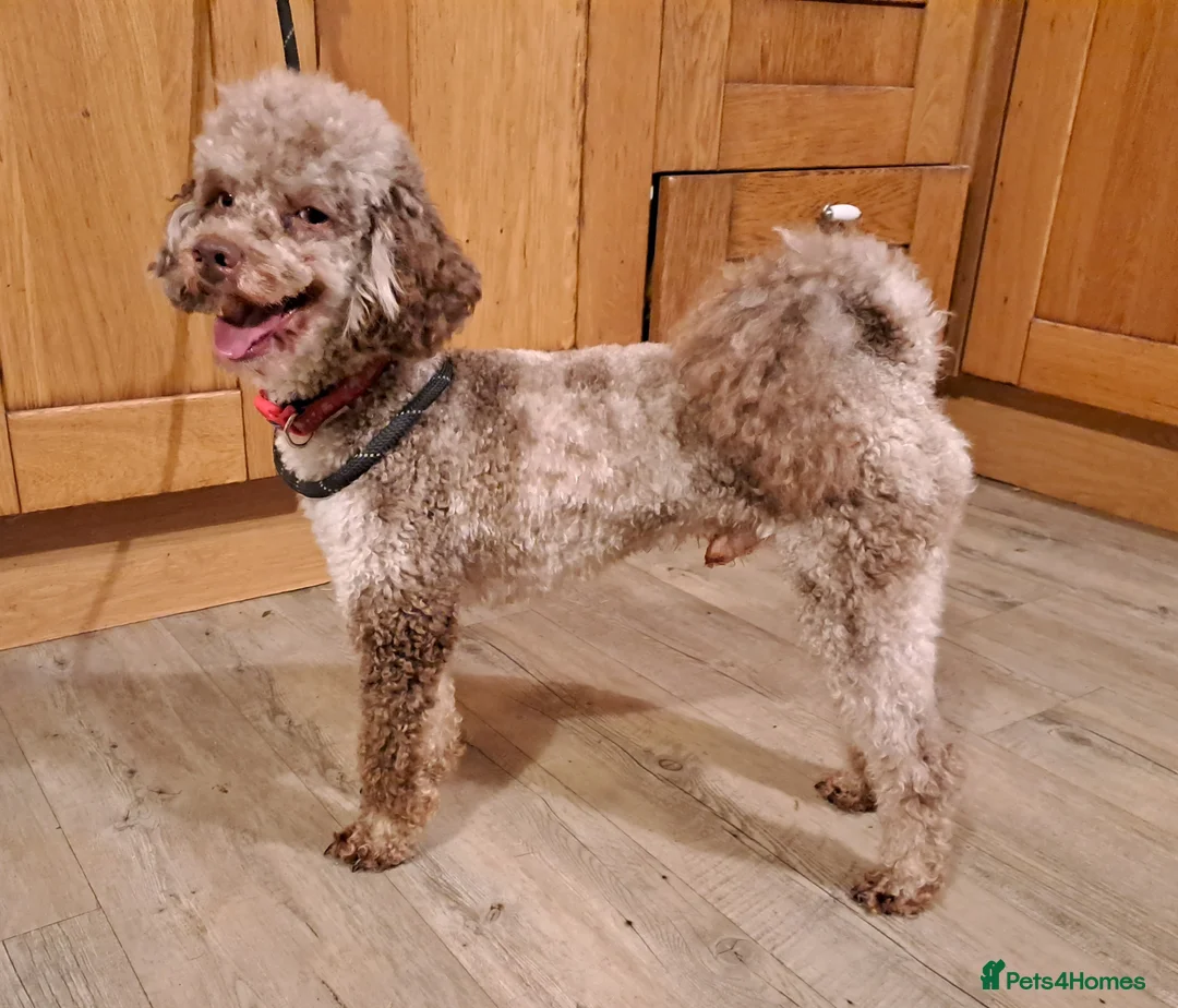 Miniature Poodle dogs for stud: Proven Chocolate Merle Poodle available for stud in Saint Austell - Advert 1