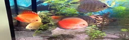 Discus fish for sale: Discus for sale  in Bow Street - Advert 6