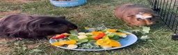 Guinea Pig rodents for sale: 2 female guinea pigs looking for new home - Advert 1