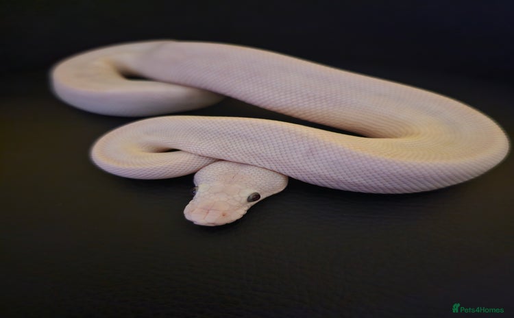Python Snake reptiles - Advert 1