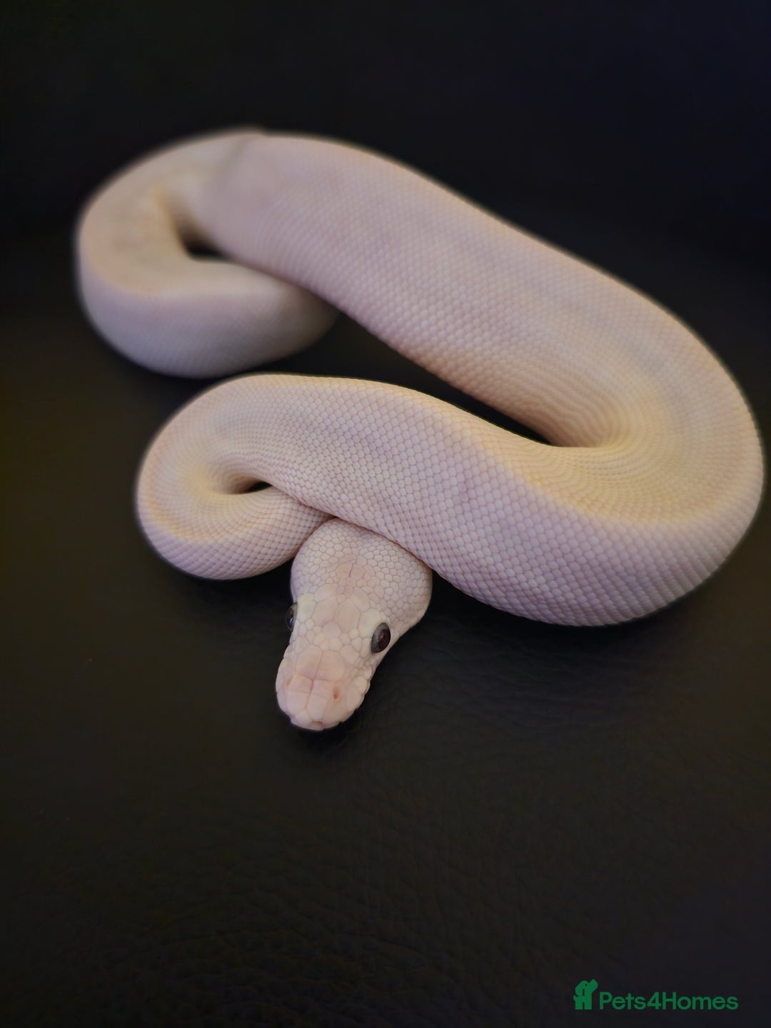 Python Snake reptiles for sale: CB25 Blue eyed leucistic Royal Python. - Image 1