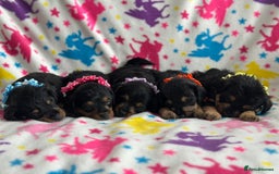 Jackapoo dogs for sale: Jackapoos  - Image 3