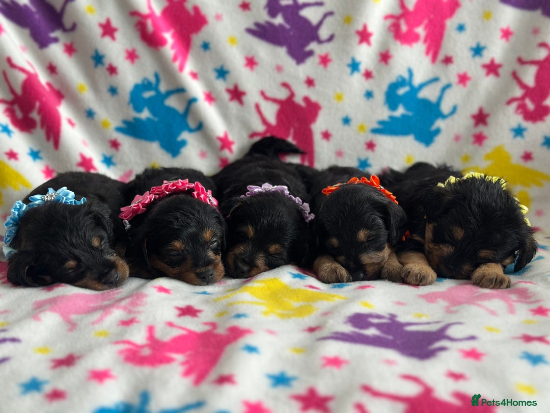 Jackapoo dogs for sale: Jackapoos  - Image 3