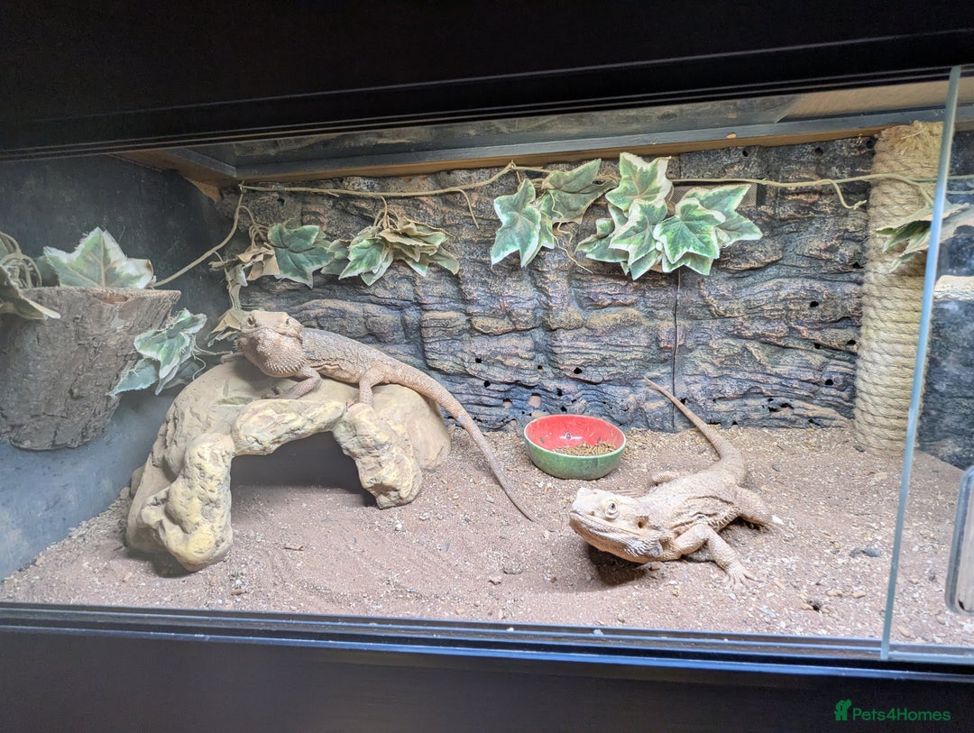 Bearded Dragon reptiles for sale: 6 bearded dragons with full set up - Advert 2