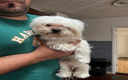 Maltese dogs for sale: Maltese - Image 5