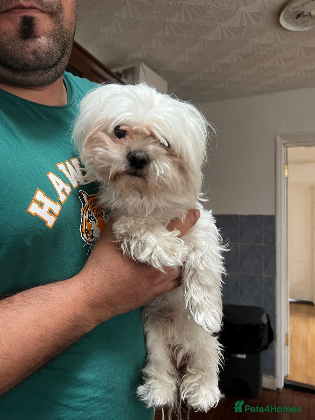 Maltese dogs for sale: Maltese - Image 5