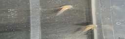 Axolotl reptiles for sale: Baby axolotls - Advert 2