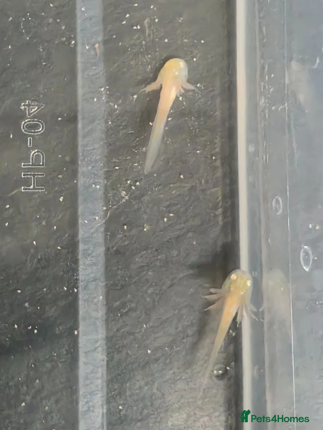 Axolotl reptiles for sale: Baby axolotls - Advert 2