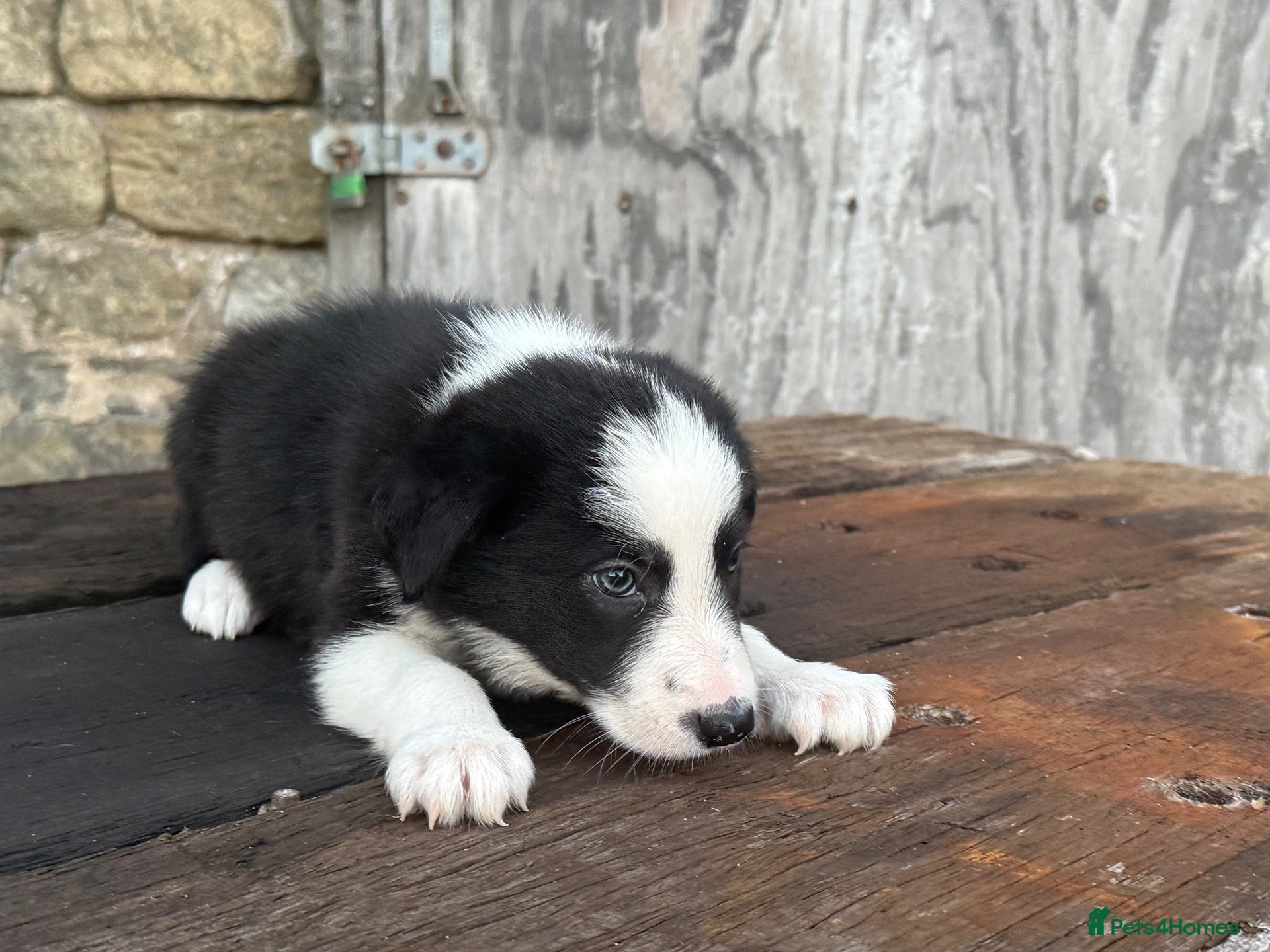 Border Collie dogs Fully health tested collie pups  - Advert 2