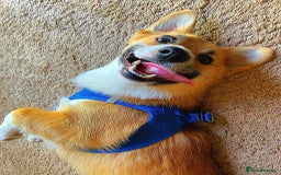 Welsh Corgi Pembroke dogs for sale: Lovely Welsh Corgi Pembroke Looking For A Home - Image 5