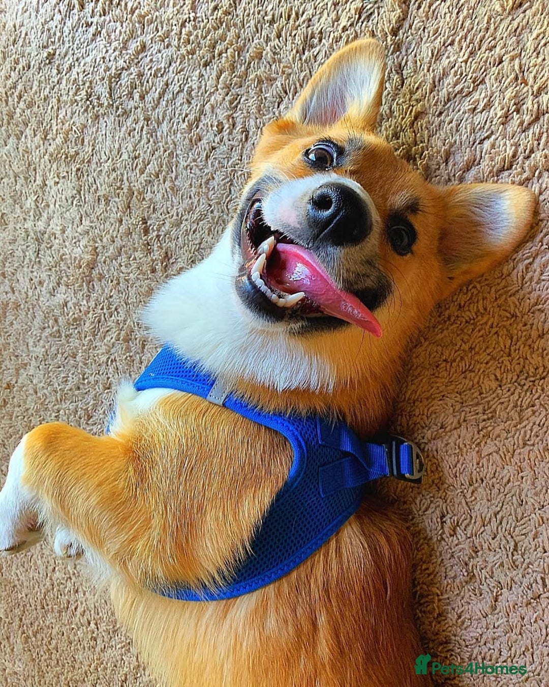 Welsh Corgi Pembroke dogs for sale: Lovely Welsh Corgi Pembroke Looking For A Home - Image 5