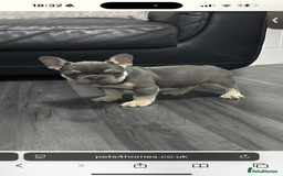 French Bulldog dogs for sale: French bulldog  - Image 2