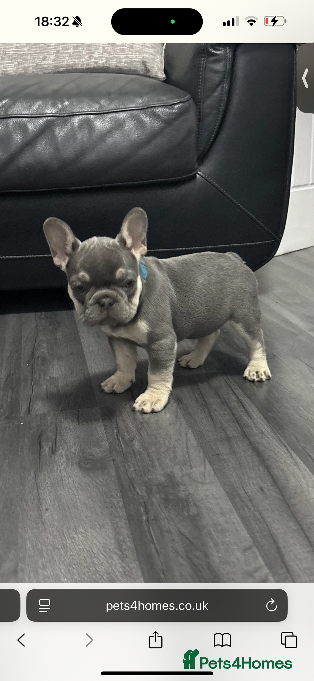 French Bulldog dogs for sale: French bulldog  - Image 2