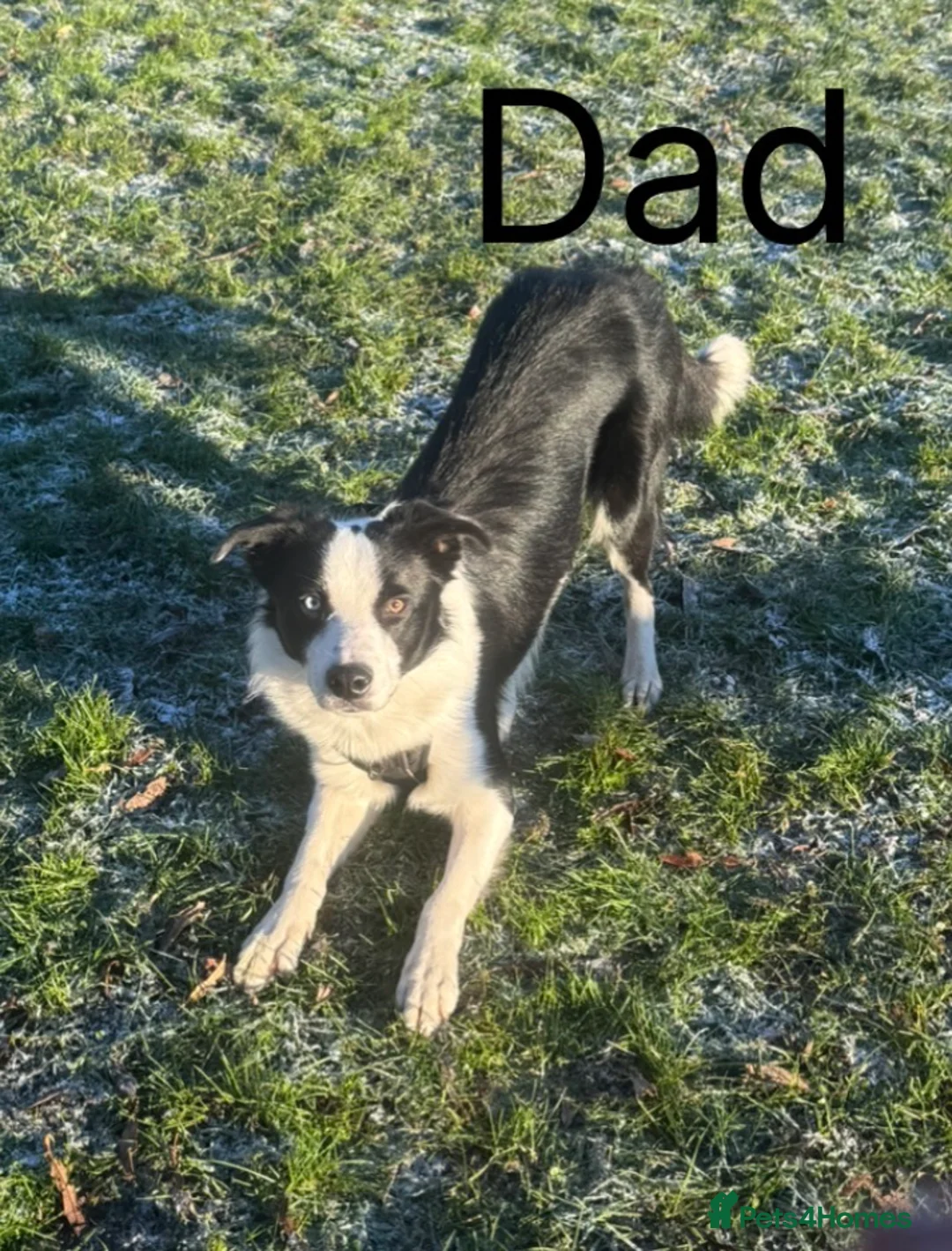 Mixed Breed dogs for sale: Double Doodle X Border Collie puppies - Advert 18