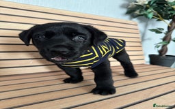 Mixed Breed dogs for sale: Labrador/German Shepherd  - Image 5