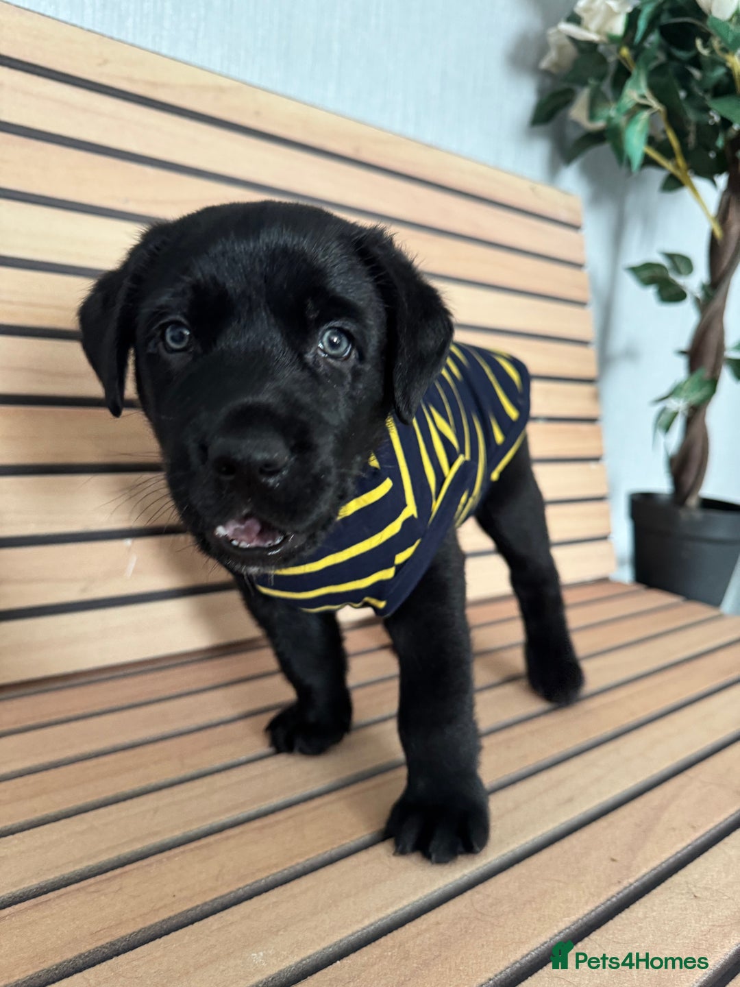 Mixed Breed dogs for sale: Labrador/German Shepherd  - Image 5