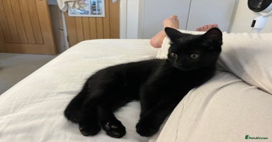 Mixed Breed cats - Advert 16