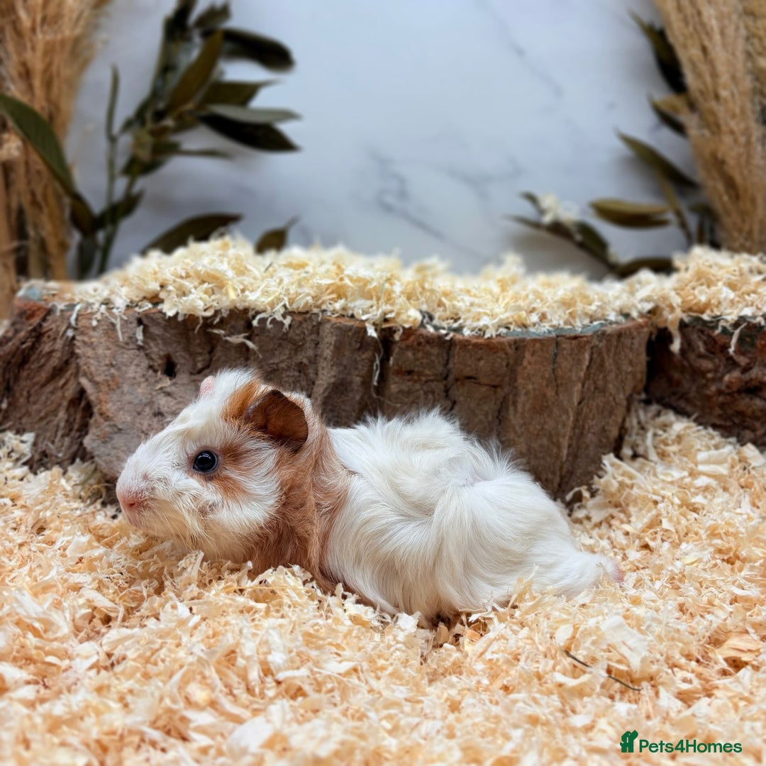 Guinea Pig rodents for sale: Multiple Guinea Pigs Available 💫💕🐹 - Advert 7