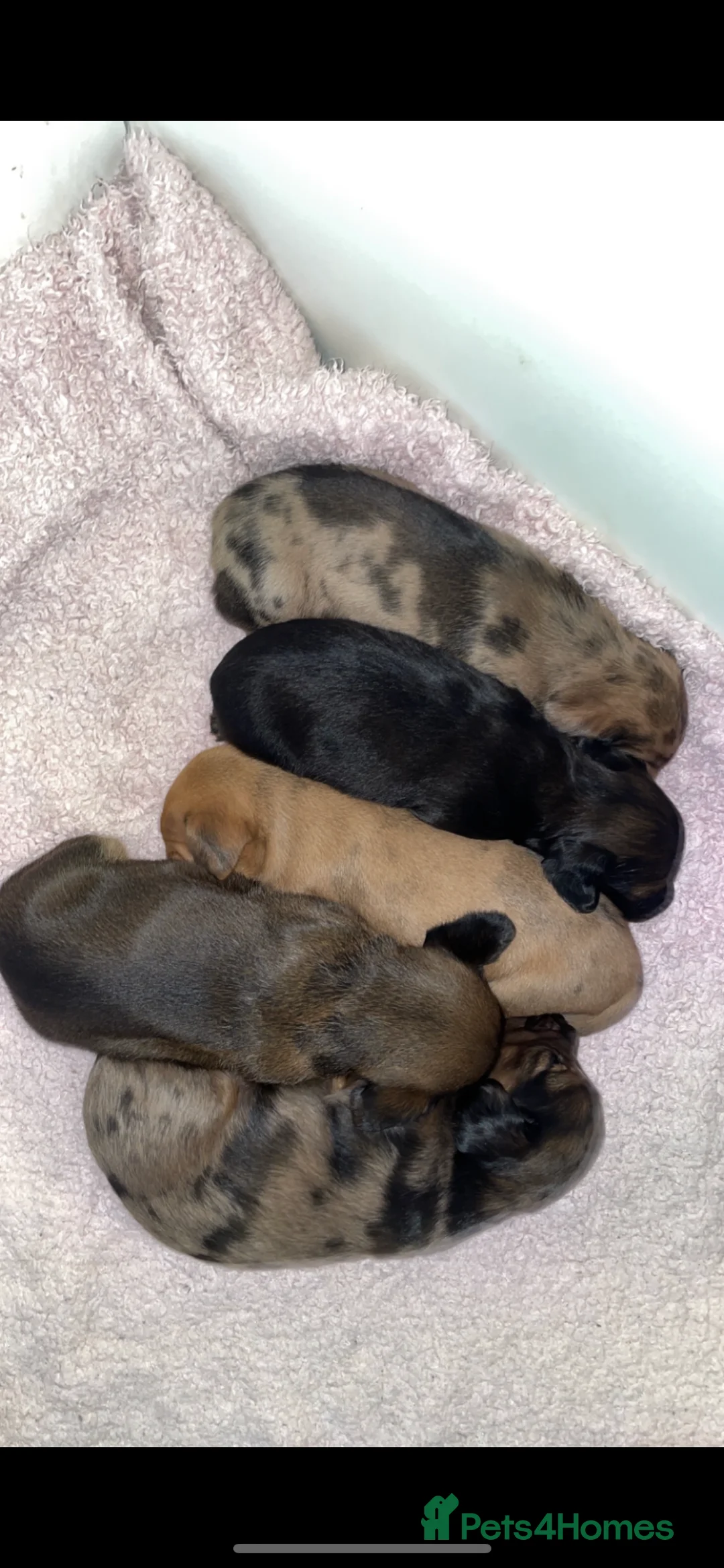 Dachshund dogs for stud: Kc Mini long haired dapple  in Leeds - Advert 10