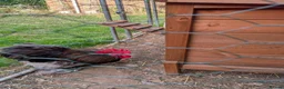 Chickens poultry for sale: Pekin bantam cockerel in Newport Pagnell - Advert 2