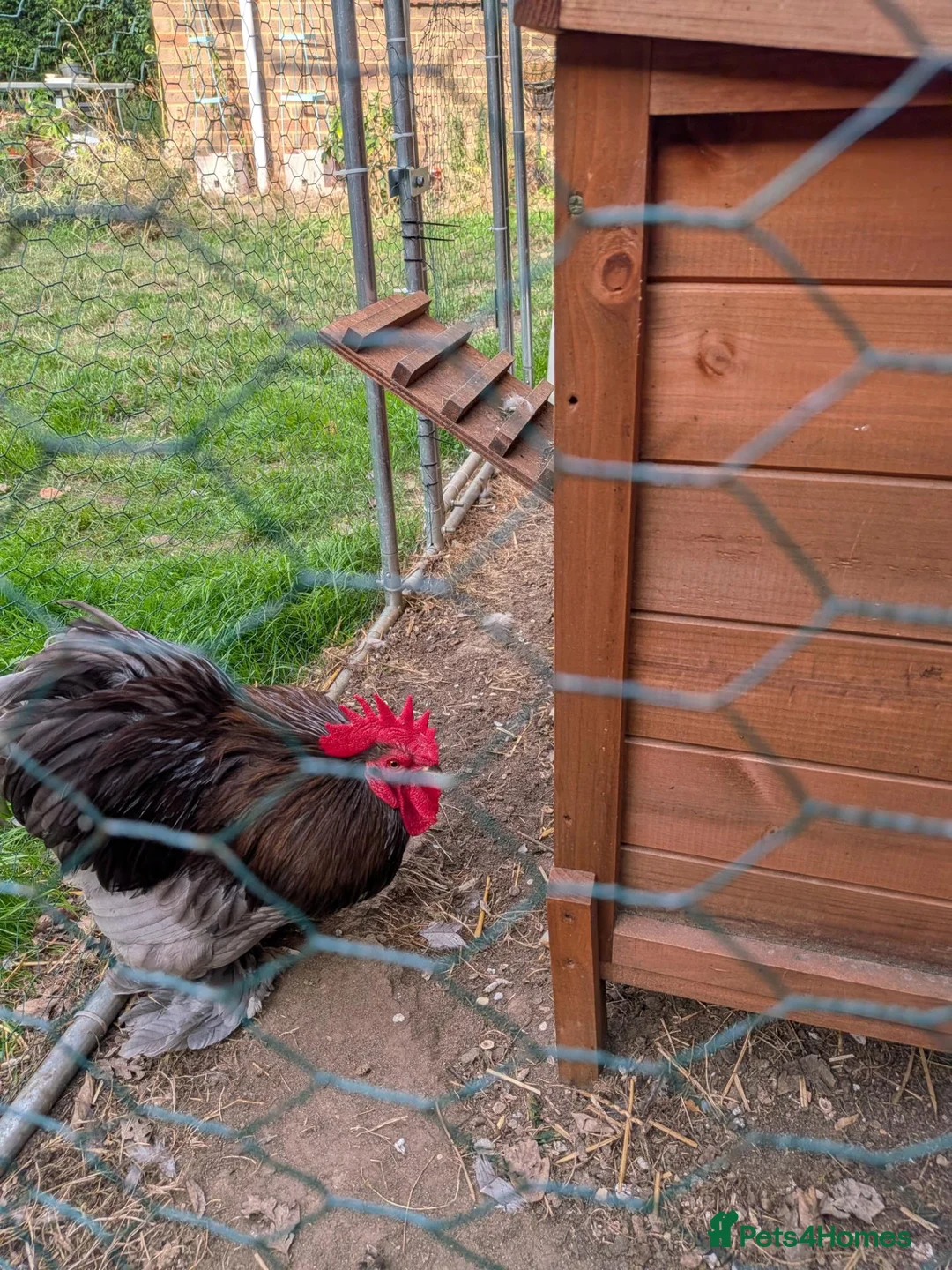 Chickens poultry for sale: Pekin bantam cockerel in Newport Pagnell - Advert 2