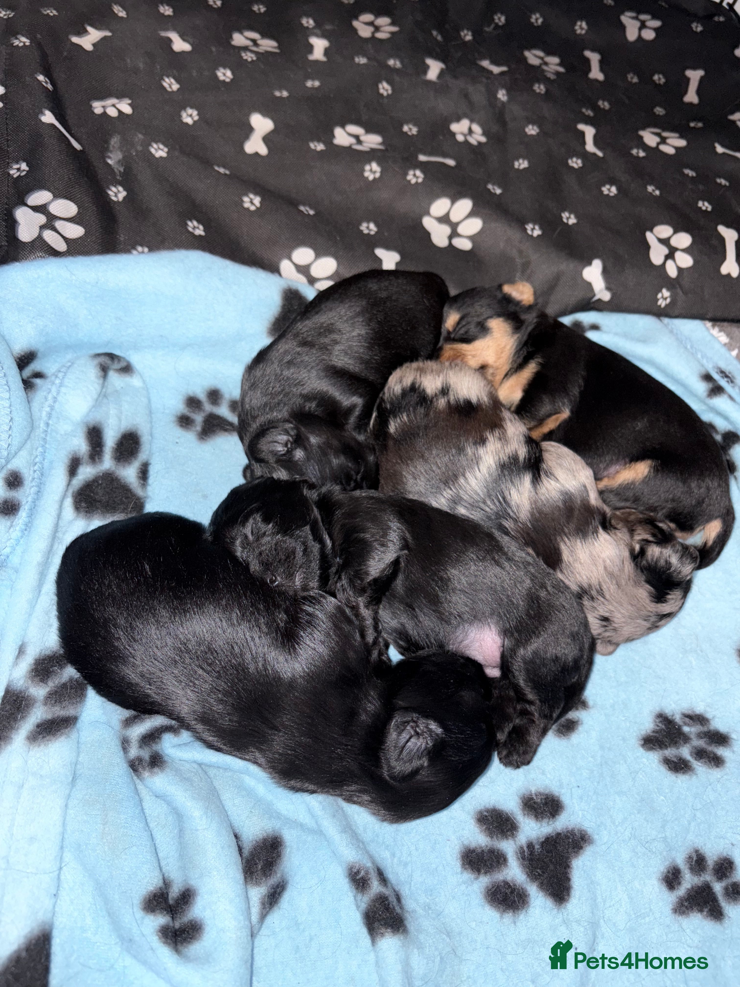 Yorkshire Terrier dogs Yorkshire terrier, terrier cross puppies - Advert 10