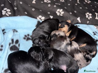 Yorkshire Terrier dogs Yorkshire terrier, terrier cross puppies - Advert 11