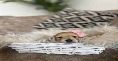 Miniature Dachshund dogs - Advert 11