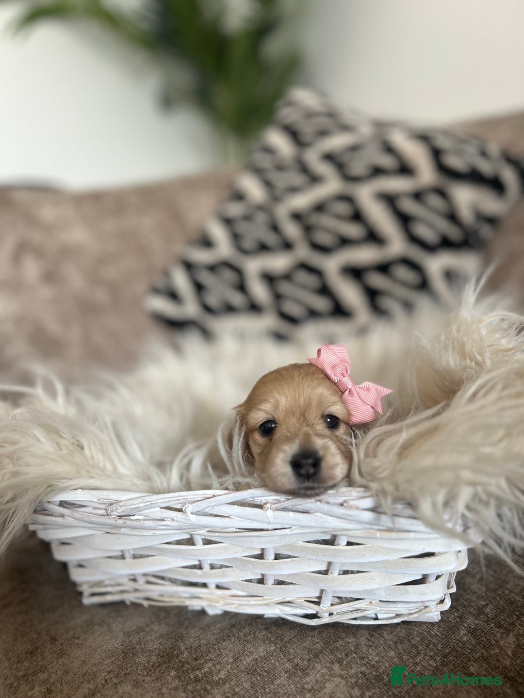 Miniature Dachshund dogs for sale: **RESERVED** cream miniature dachshund   - Image 3