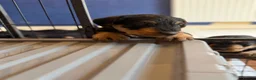 Airedale Terrier dogs for sale: 1 female available in Kettering - Advert 2