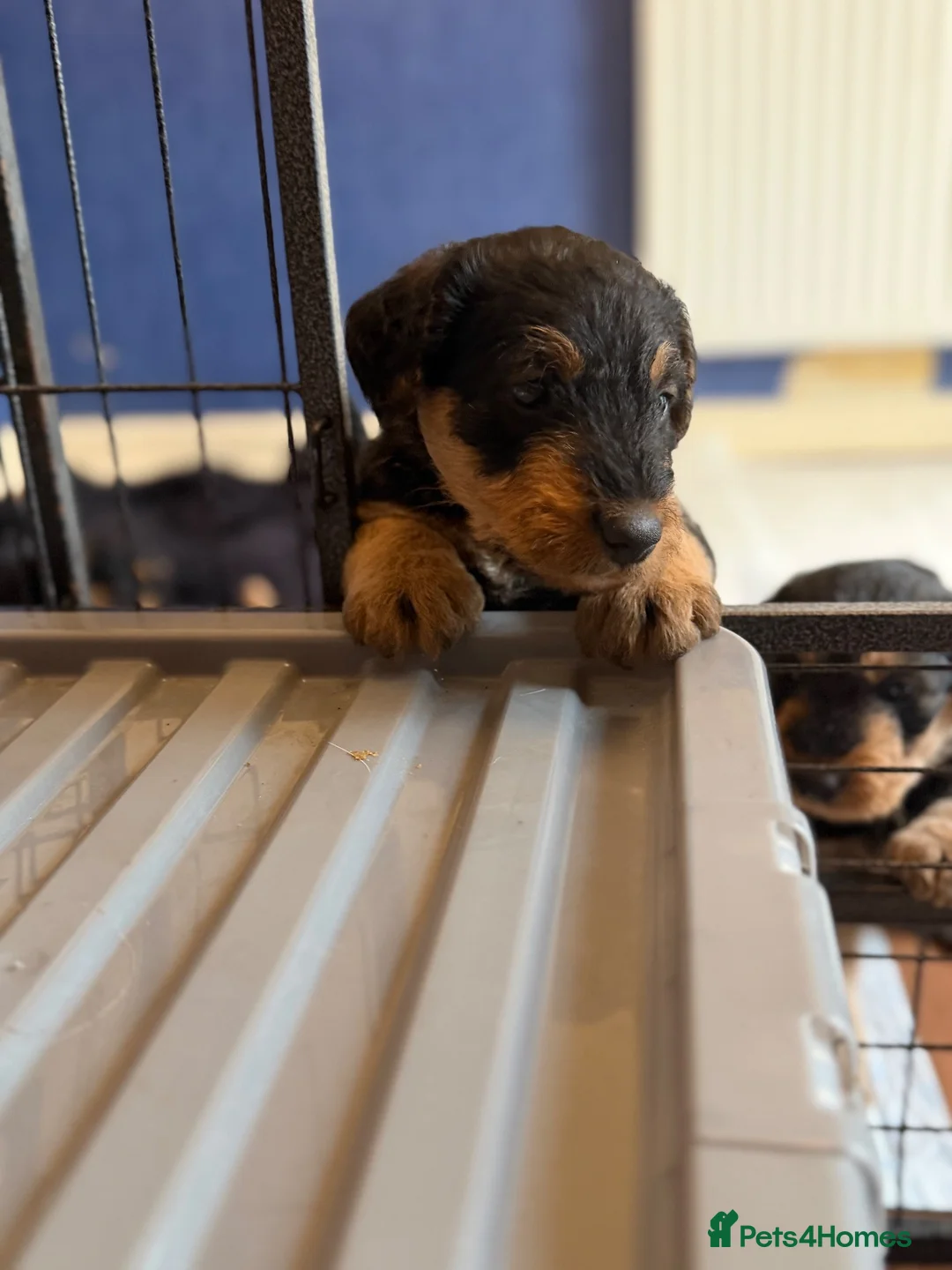 Airedale Terrier dogs for sale: 1 female available in Kettering - Advert 2