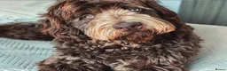 Newfypoo dogs for sale: Rare Newfypoo Puppies.  Stunning colors - Advert 5