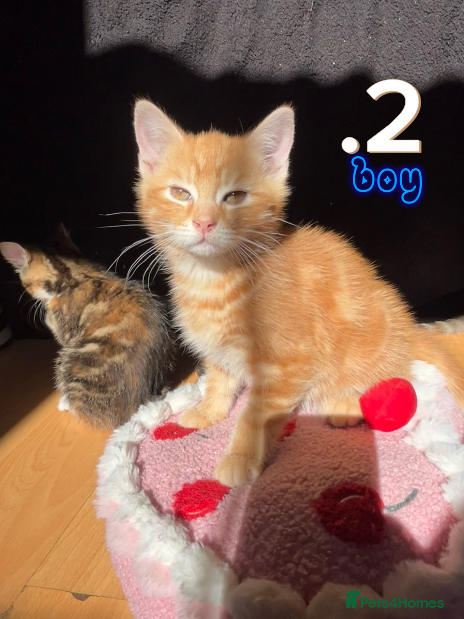 Mixed Breed cats Beautiful Kittens For Sale - Advert 5