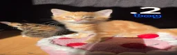 Mixed Breed cats for sale: Beautiful Kittens For Sale in London - Advert 2