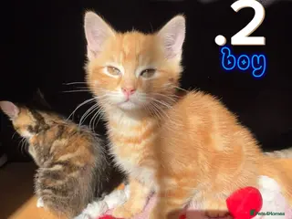 Mixed Breed cats Beautiful Kittens For Sale - Advert 1