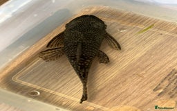 Plecos fish for sale: Wabenmuster Pleco adult pair in Horsham - Image 2