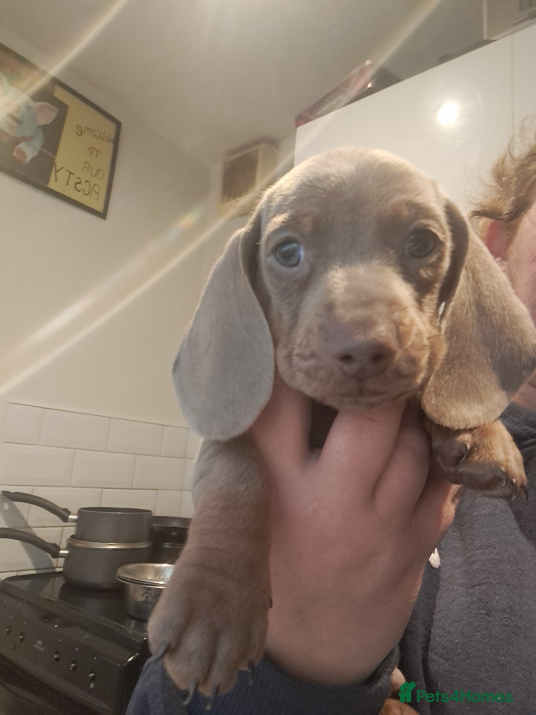 Dachshund dogs for sale: Stunning dachshund boy puppies - Advert 1