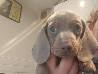 Dachshund dogs Stunning dachshund boy puppies - Advert 9