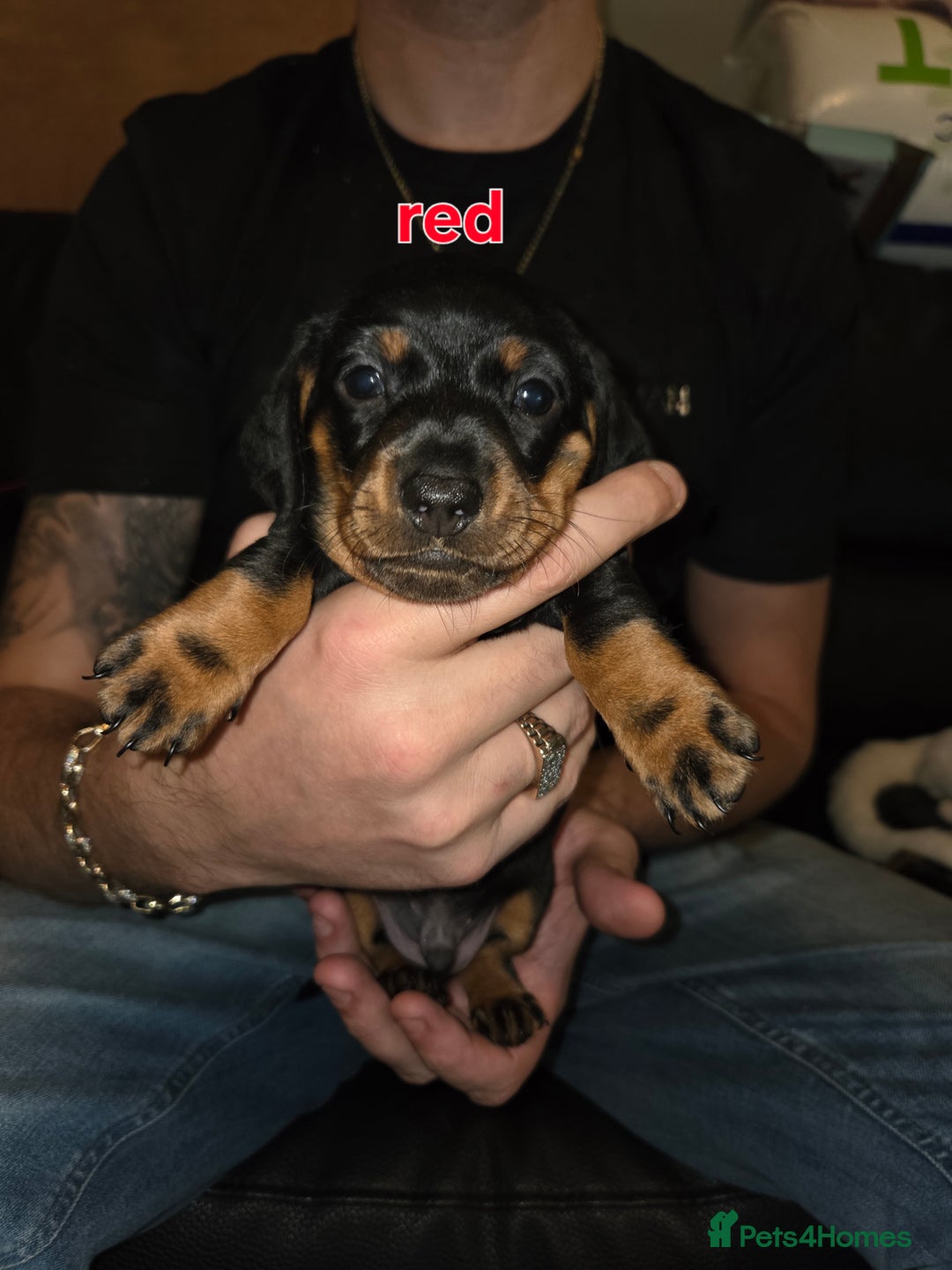 Miniature Dachshund dogs for sale: Only 4 beautiful miniature dachshund puppies - Advert 19
