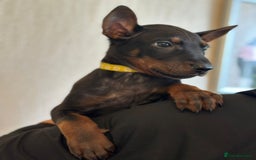 Mixed Breed dogs for sale: Chinese Red Dogs - Image 20