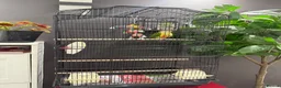 Conures birds for sale: Semi tame young conure with cage in Manchester - Advert 10
